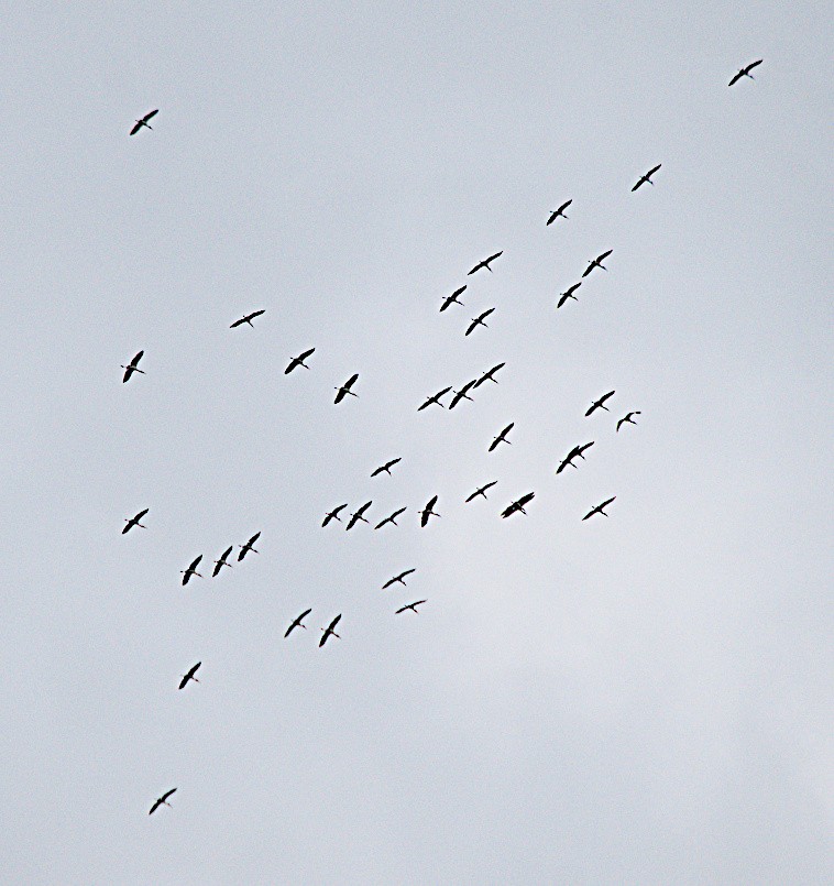 Wood Stork - ML616751343