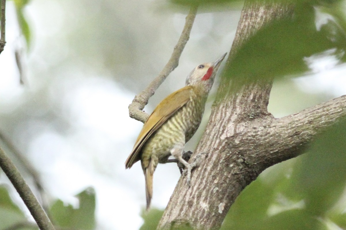 Gray-crowned Woodpecker - Andrew Theus