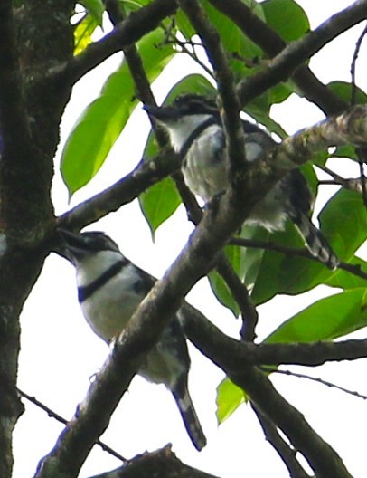 Buco Pío - ML616751351