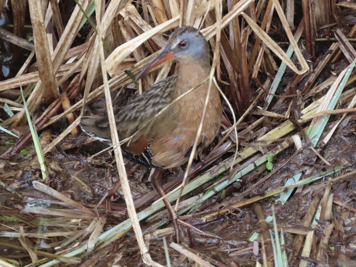 Virginia Rail - ML616751369