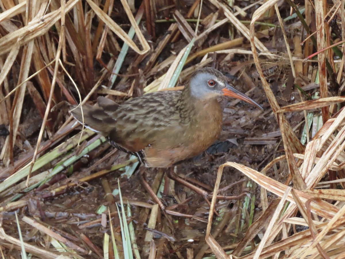 Virginia Rail - Tim Carney