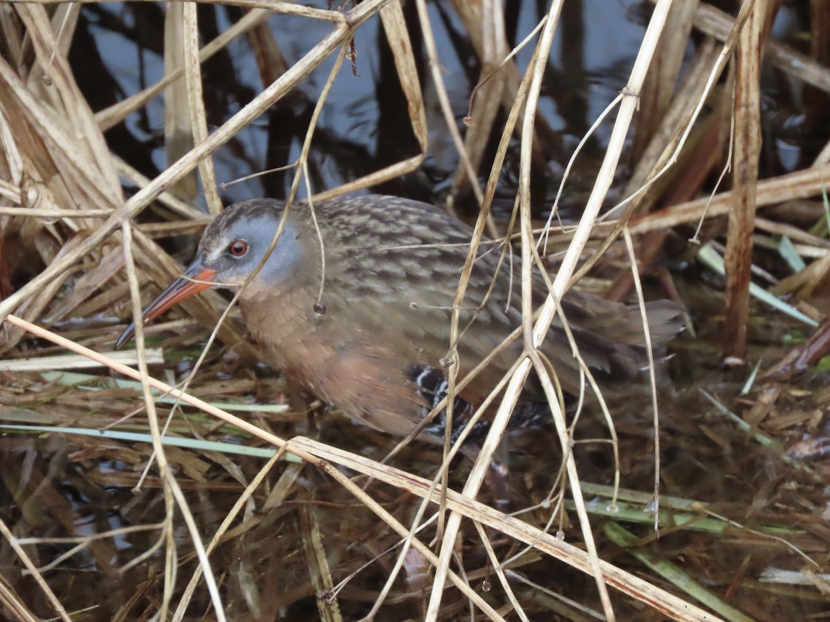 Virginia Rail - ML616751372