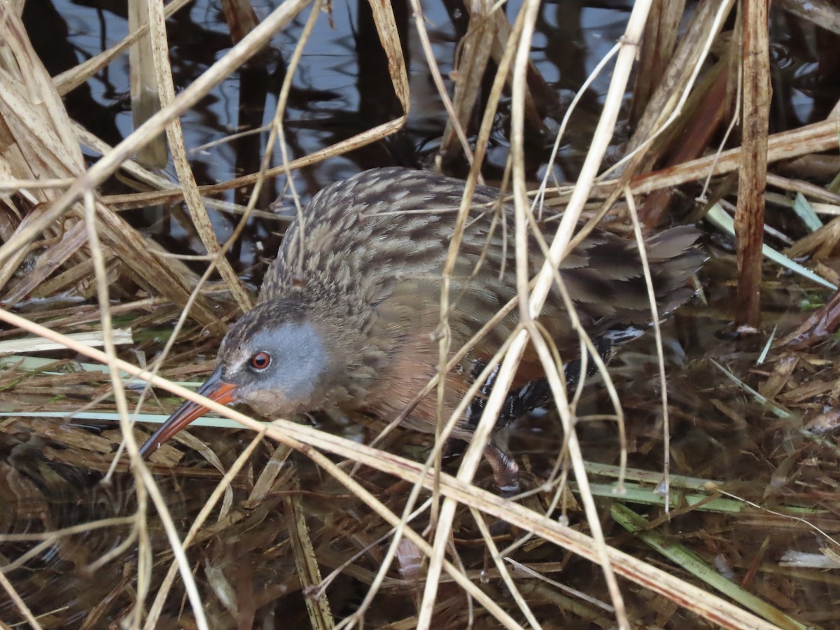 Virginia Rail - ML616751373