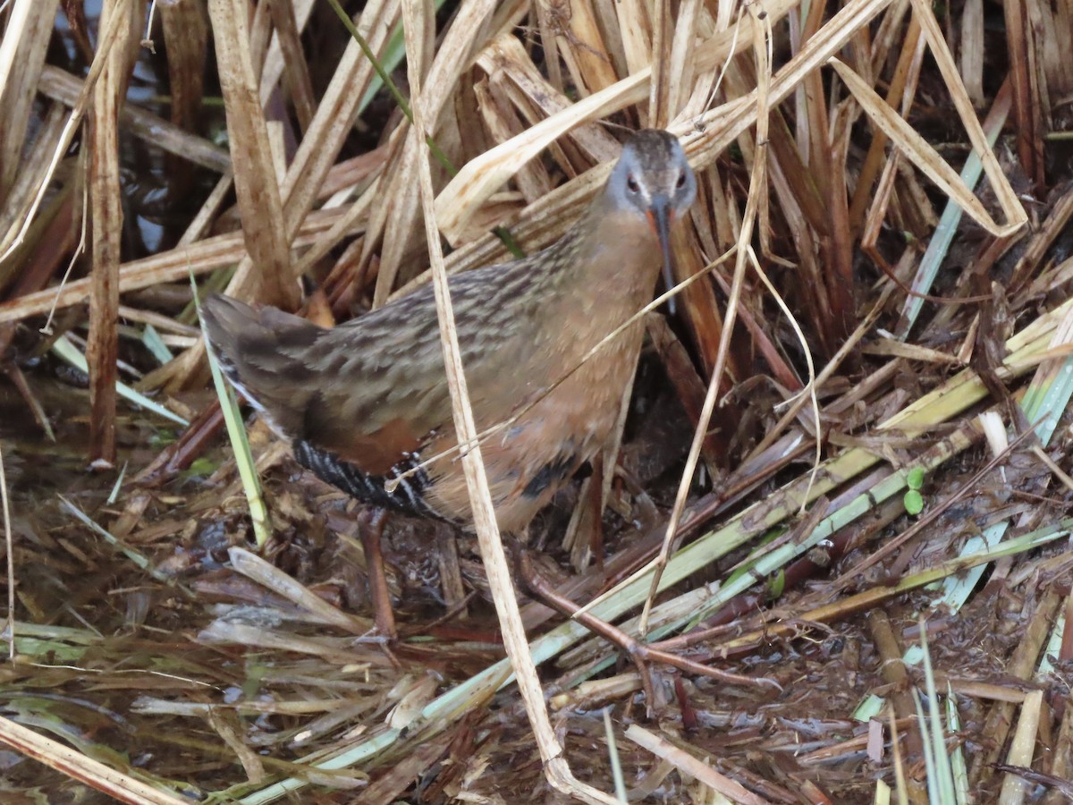 Virginia Rail - Tim Carney