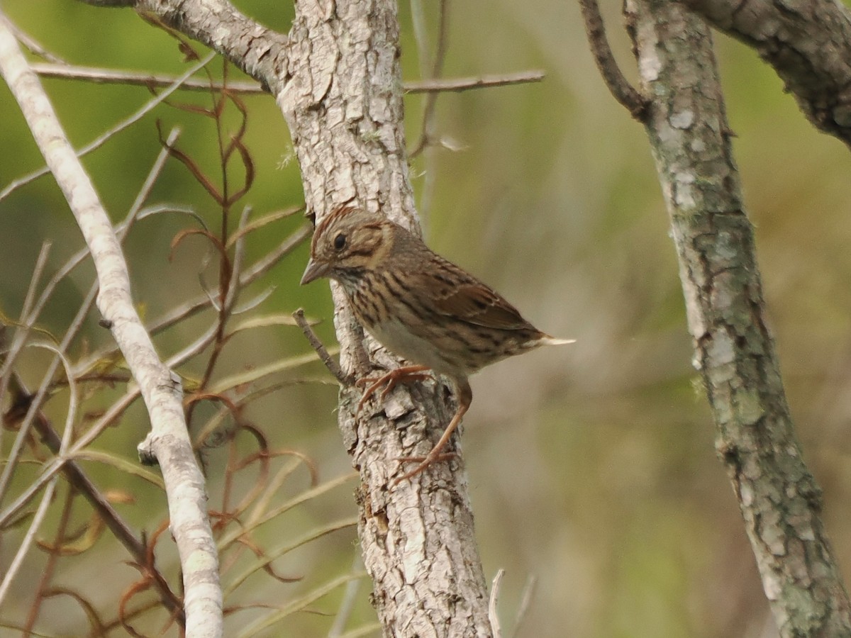Lincoln's Sparrow - ML616751405