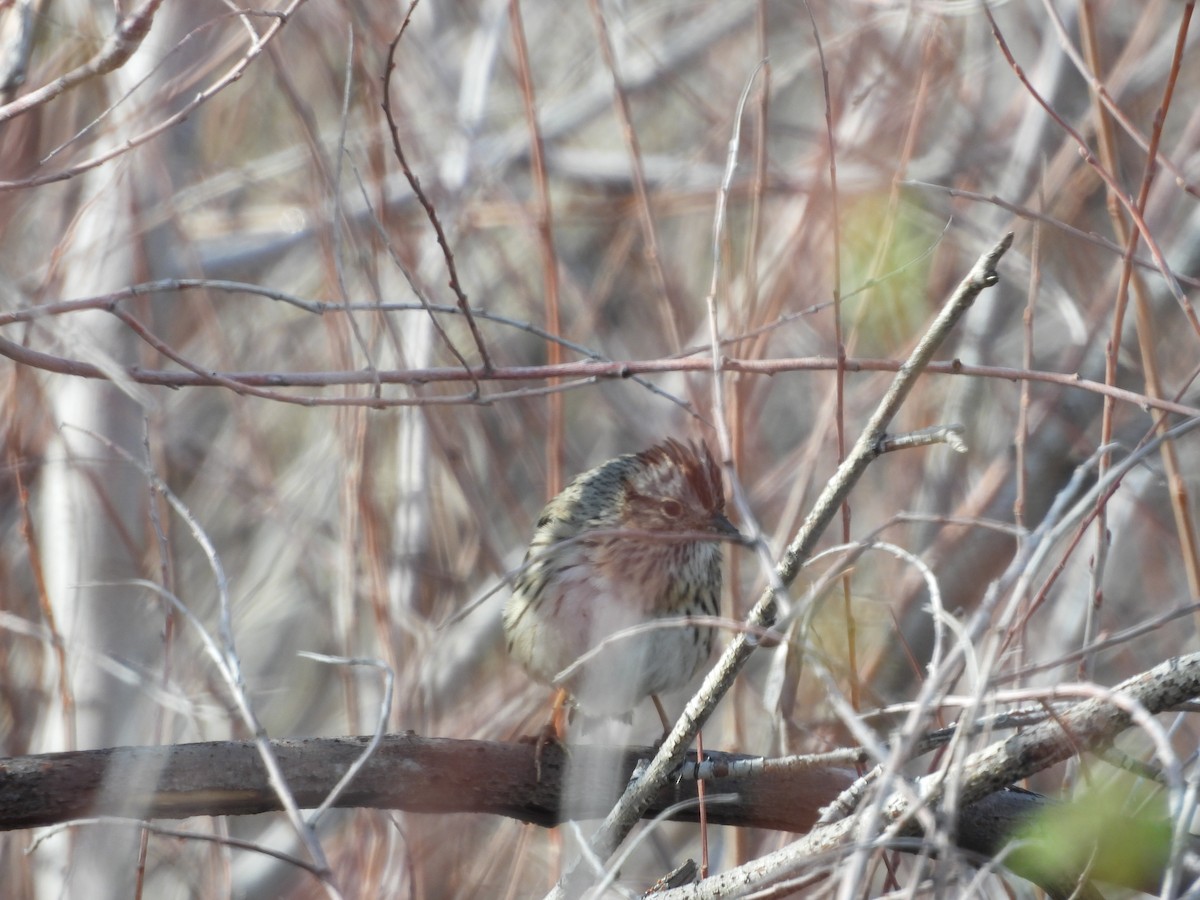 Lincoln's Sparrow - Carl Lundblad