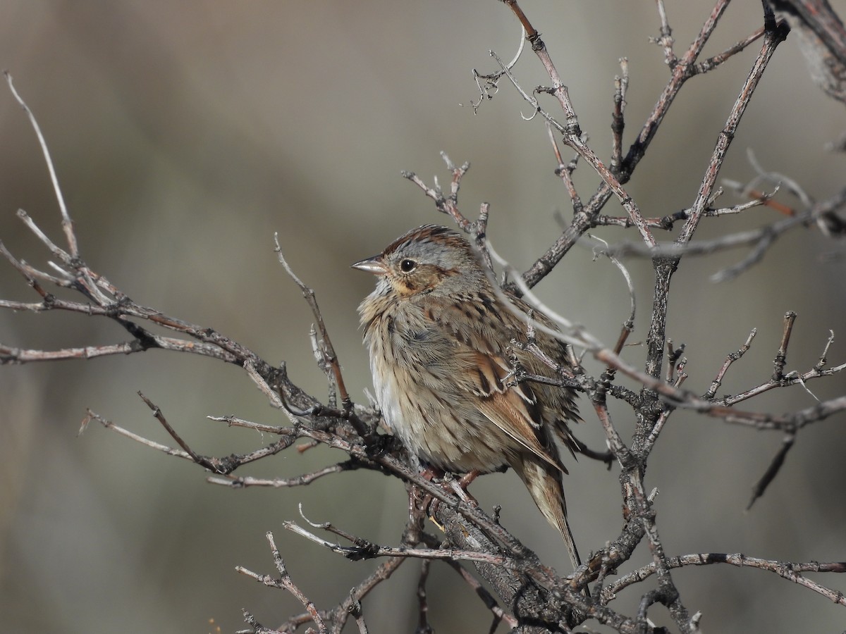 Lincoln's Sparrow - Carl Lundblad