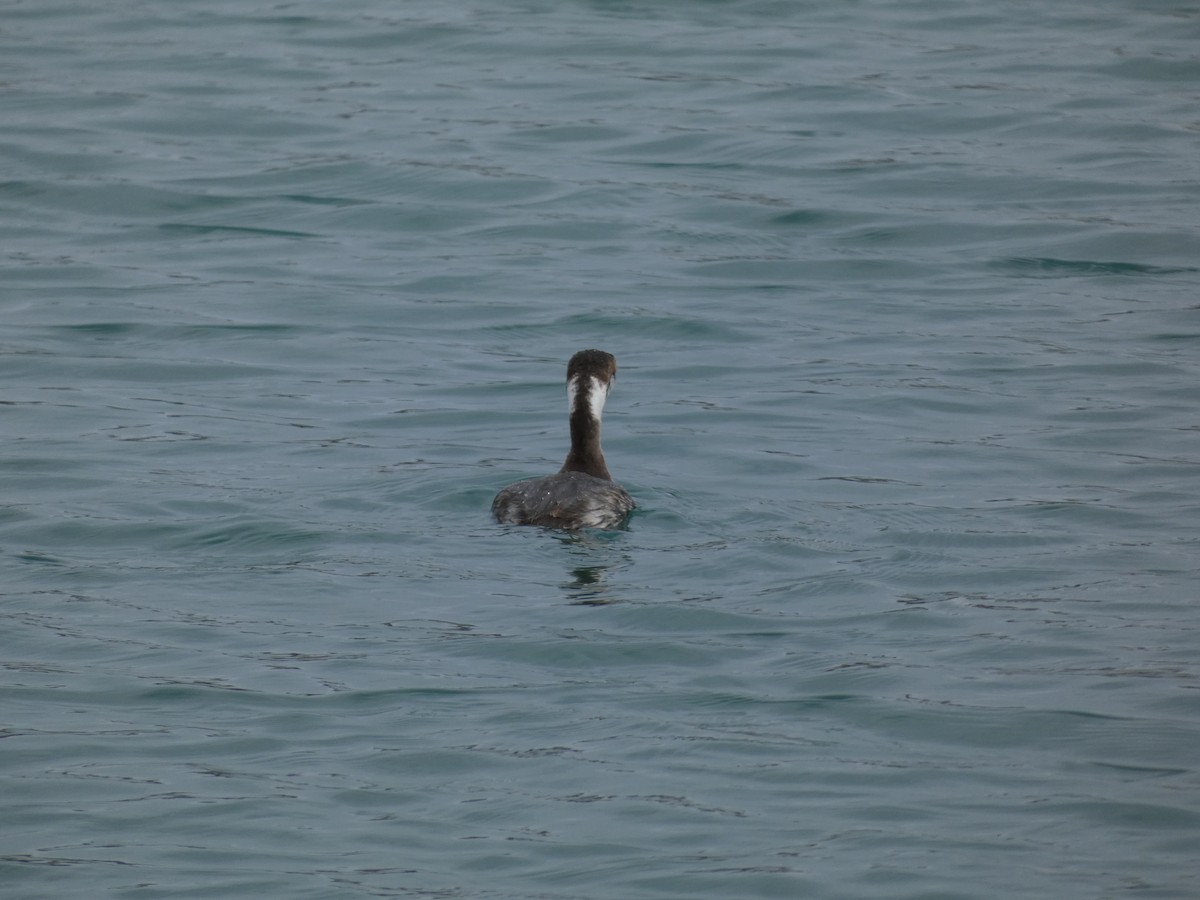 Horned Grebe - ML616751417