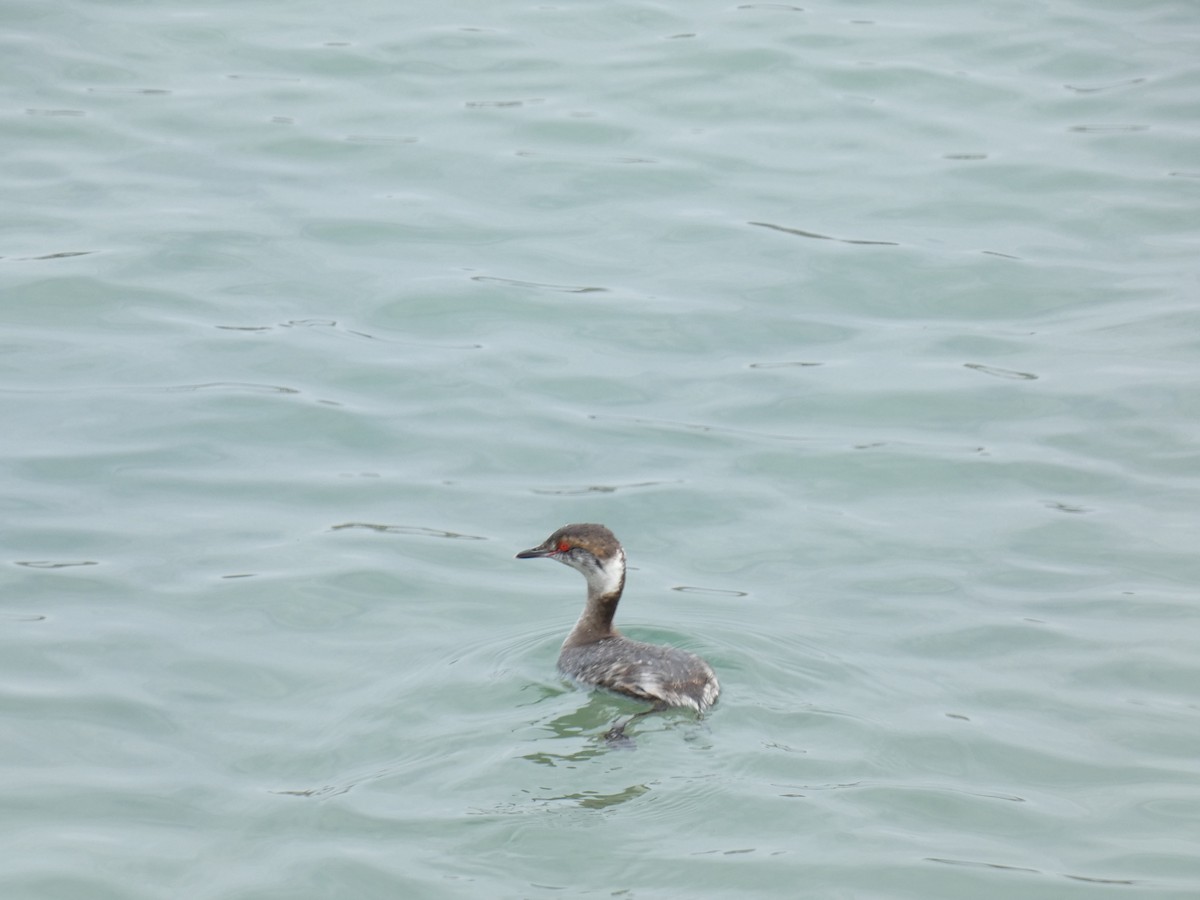 Horned Grebe - ML616751418