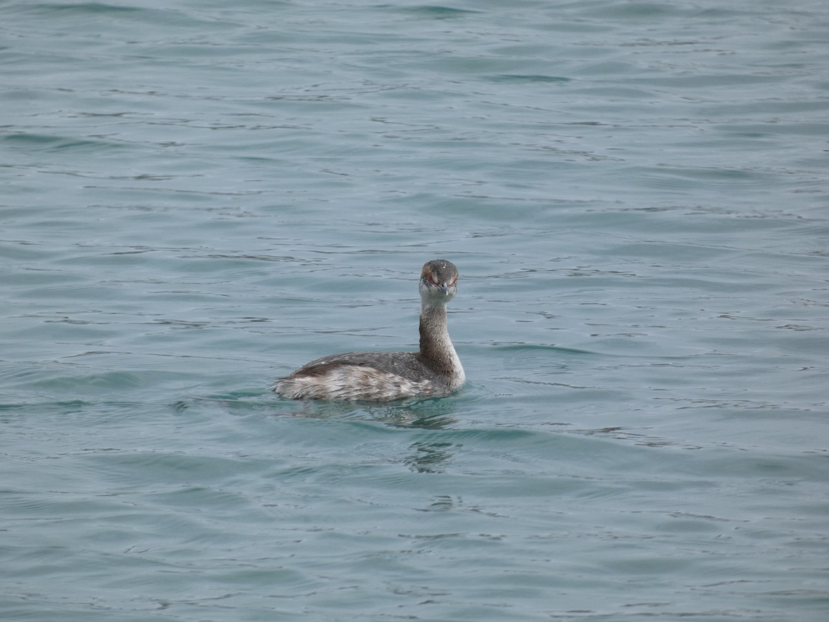 Horned Grebe - ML616751419