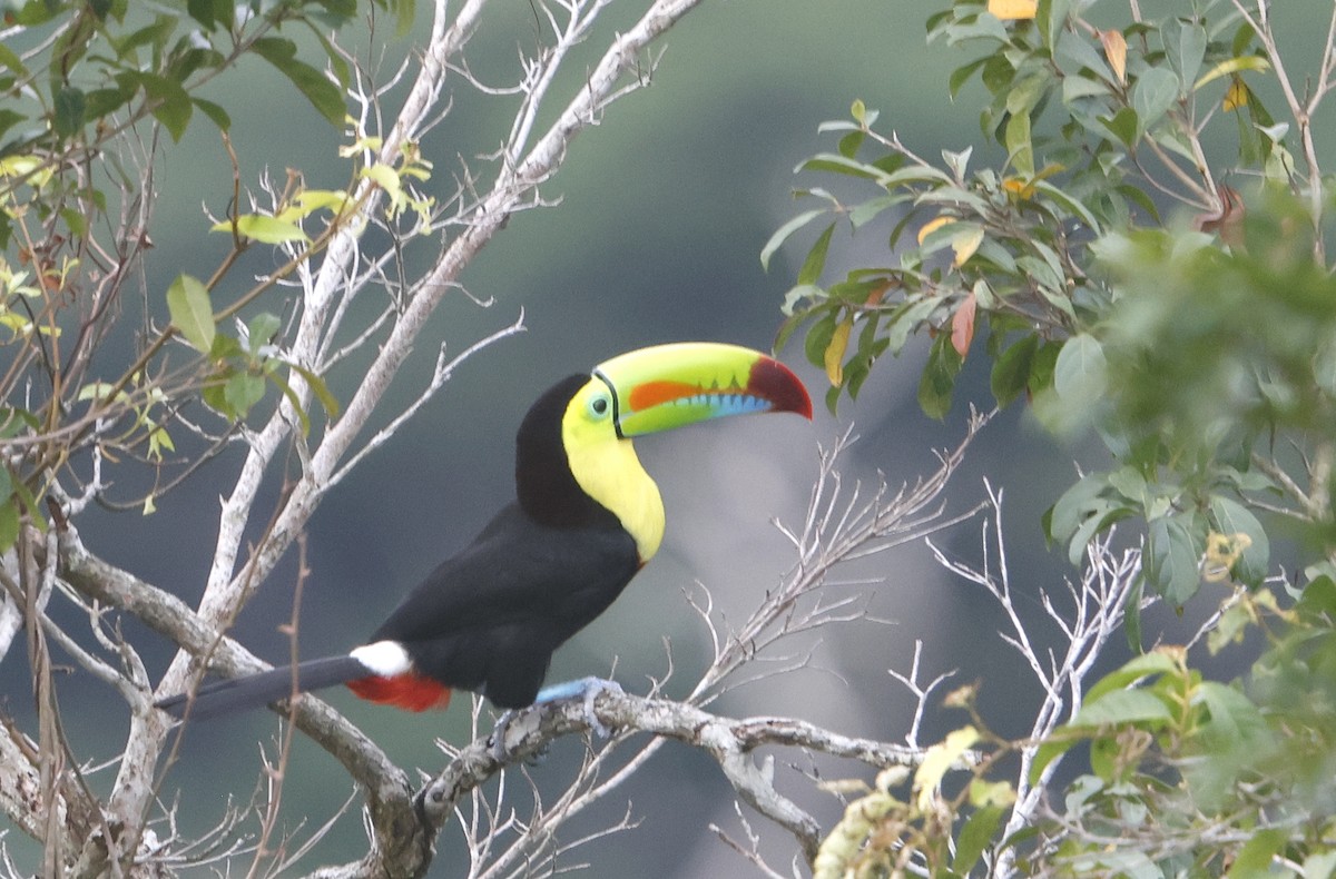 Keel-billed Toucan - ML616751420