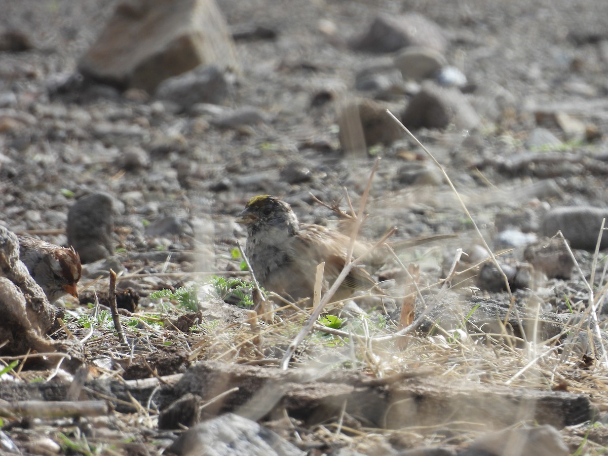 Golden-crowned Sparrow - Carl Lundblad