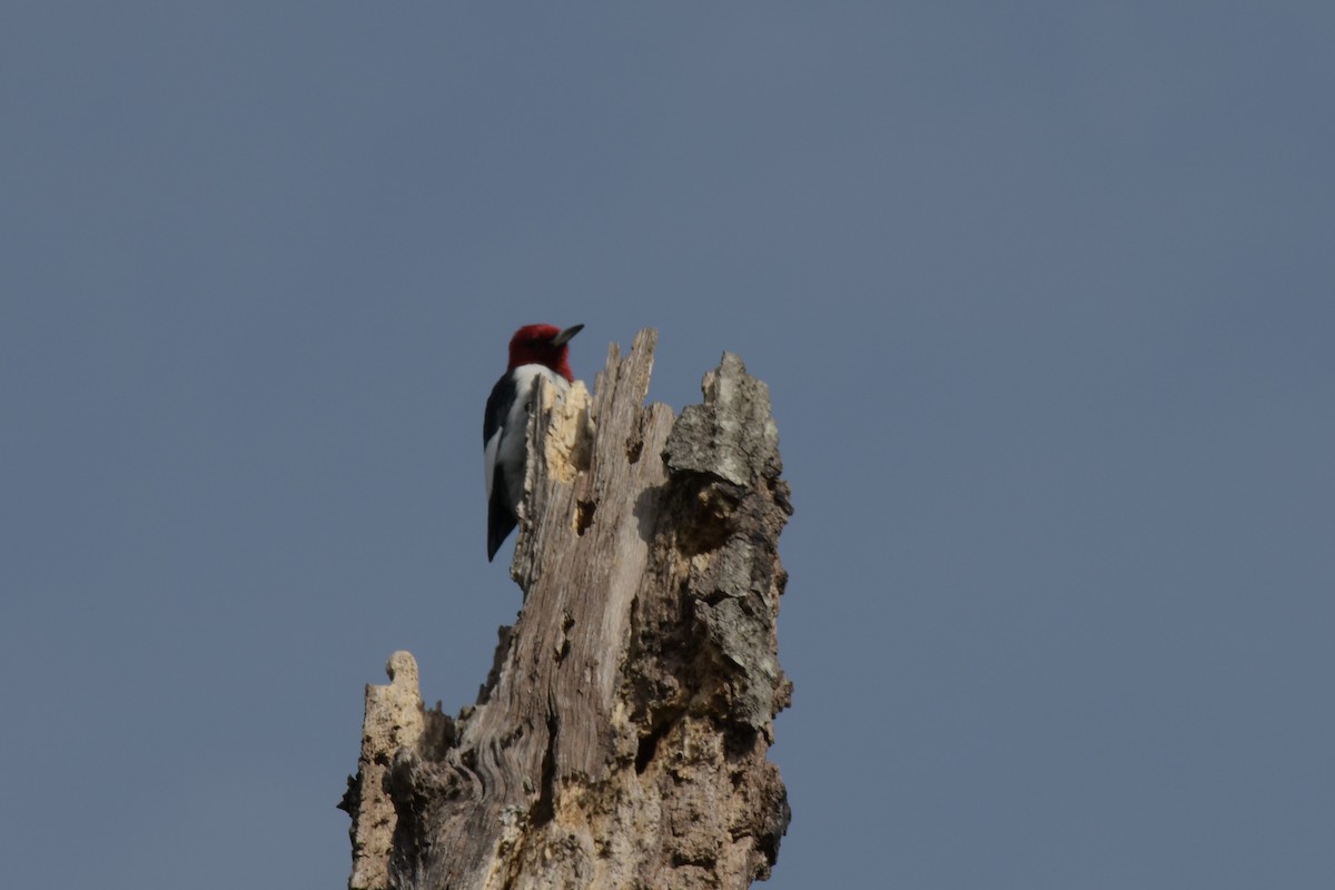 Red-headed Woodpecker - ML616751424