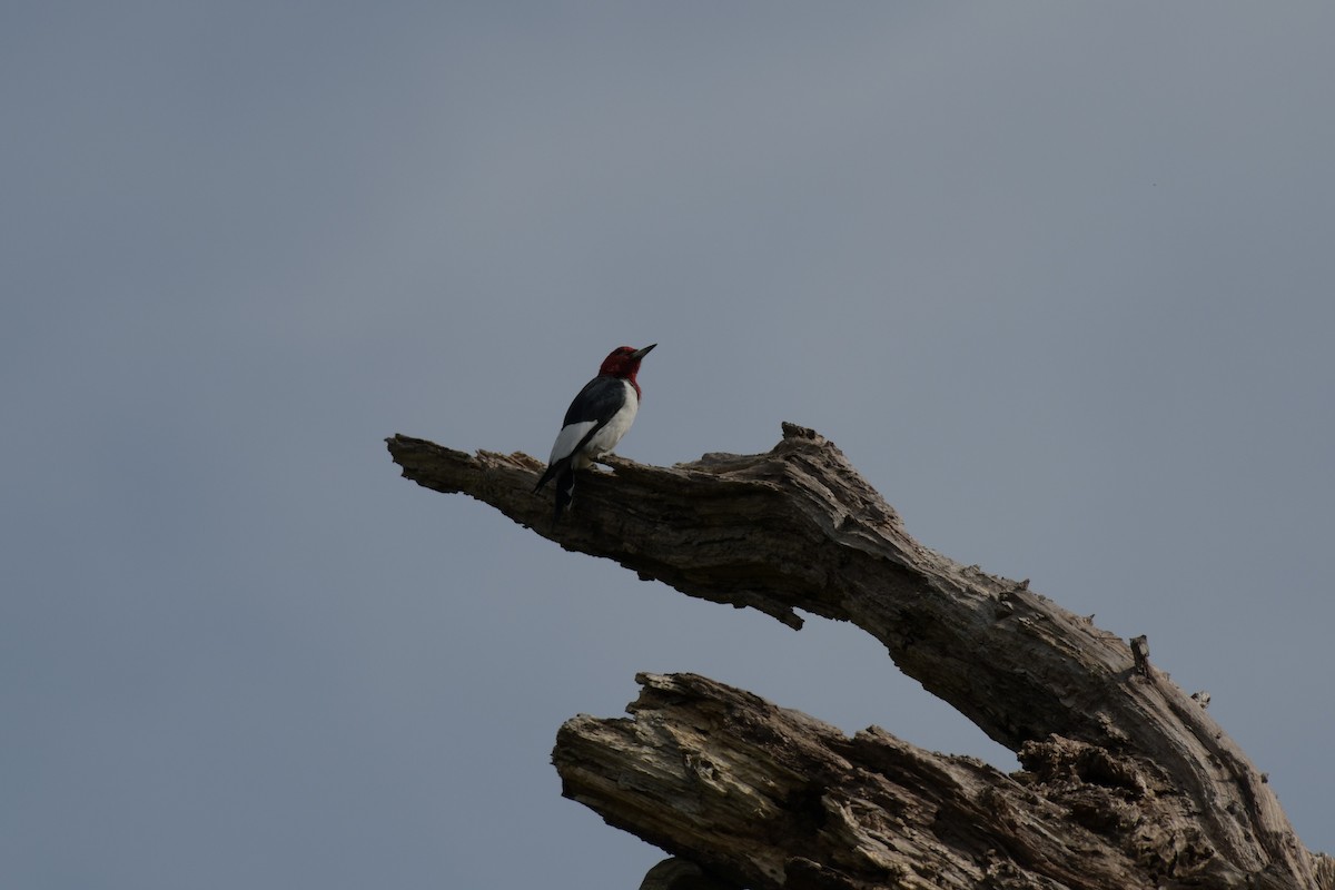 Red-headed Woodpecker - ML616751437