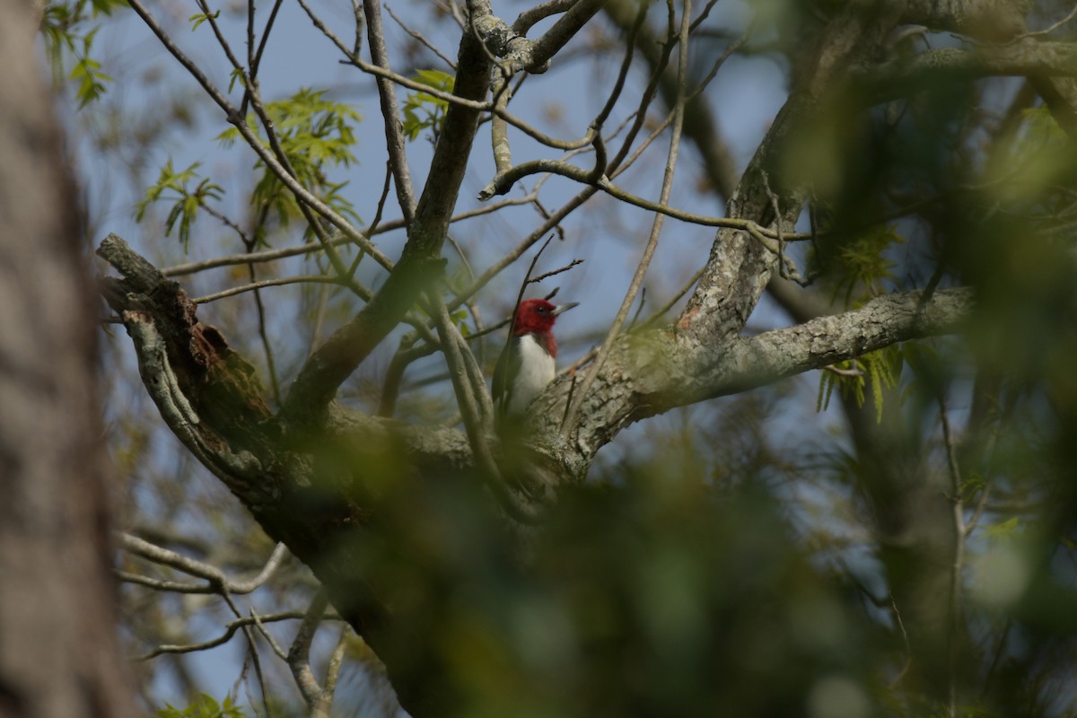 Red-headed Woodpecker - ML616751438