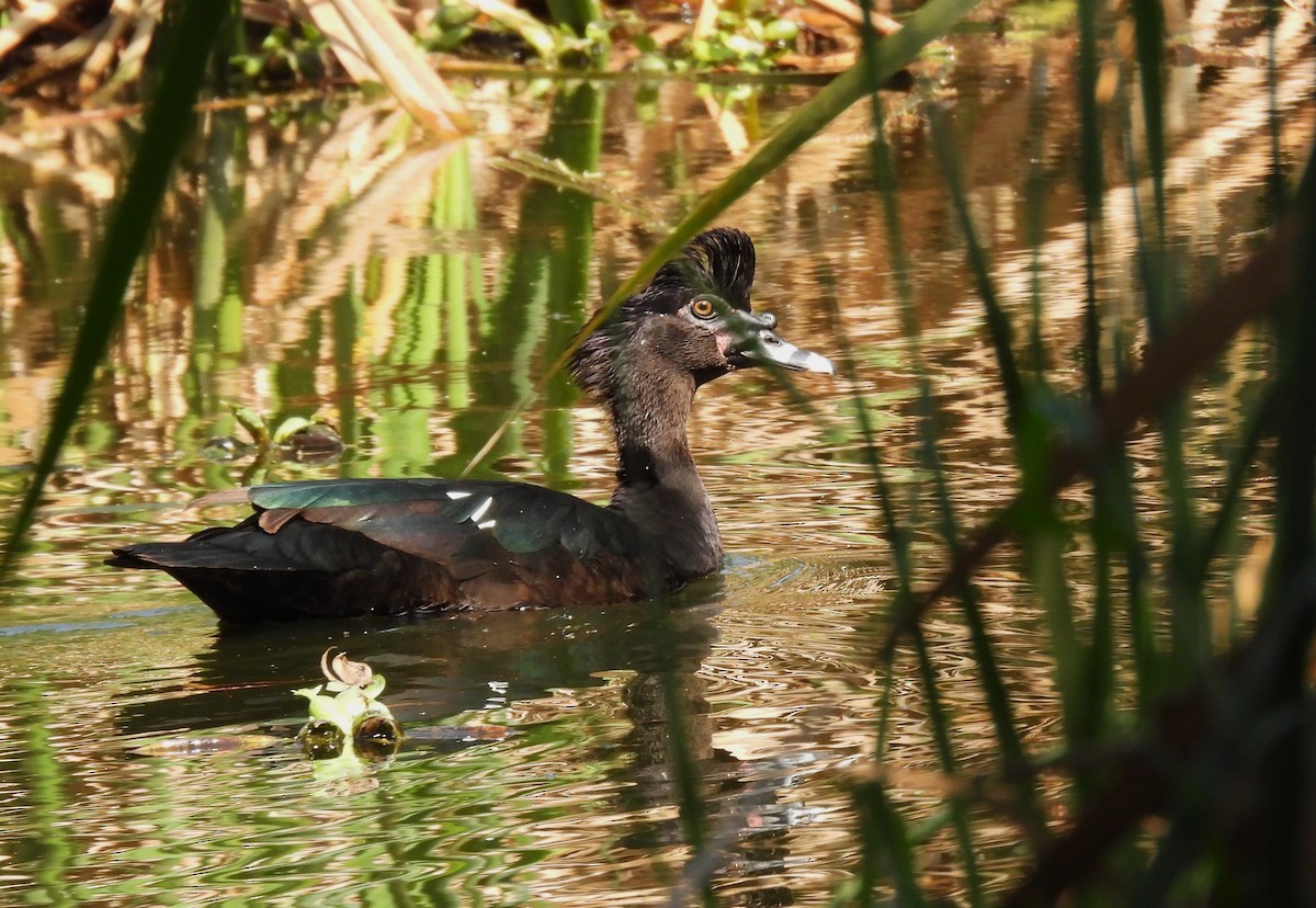 Muscovy Duck - ML616751548