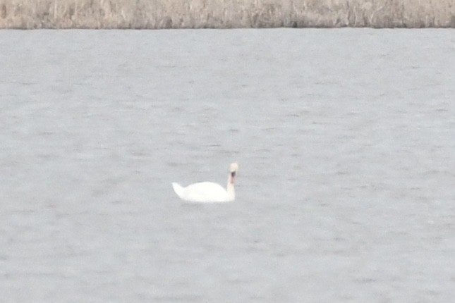 Mute Swan - ML616751638