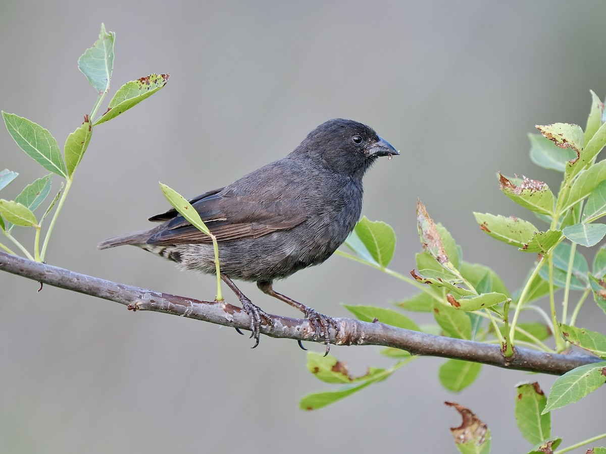 ML616751669 - Small Ground-Finch - Macaulay Library