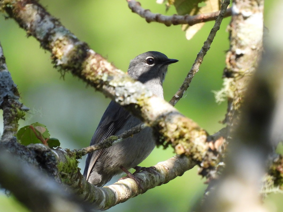 Slate-colored Solitaire - ML616751695