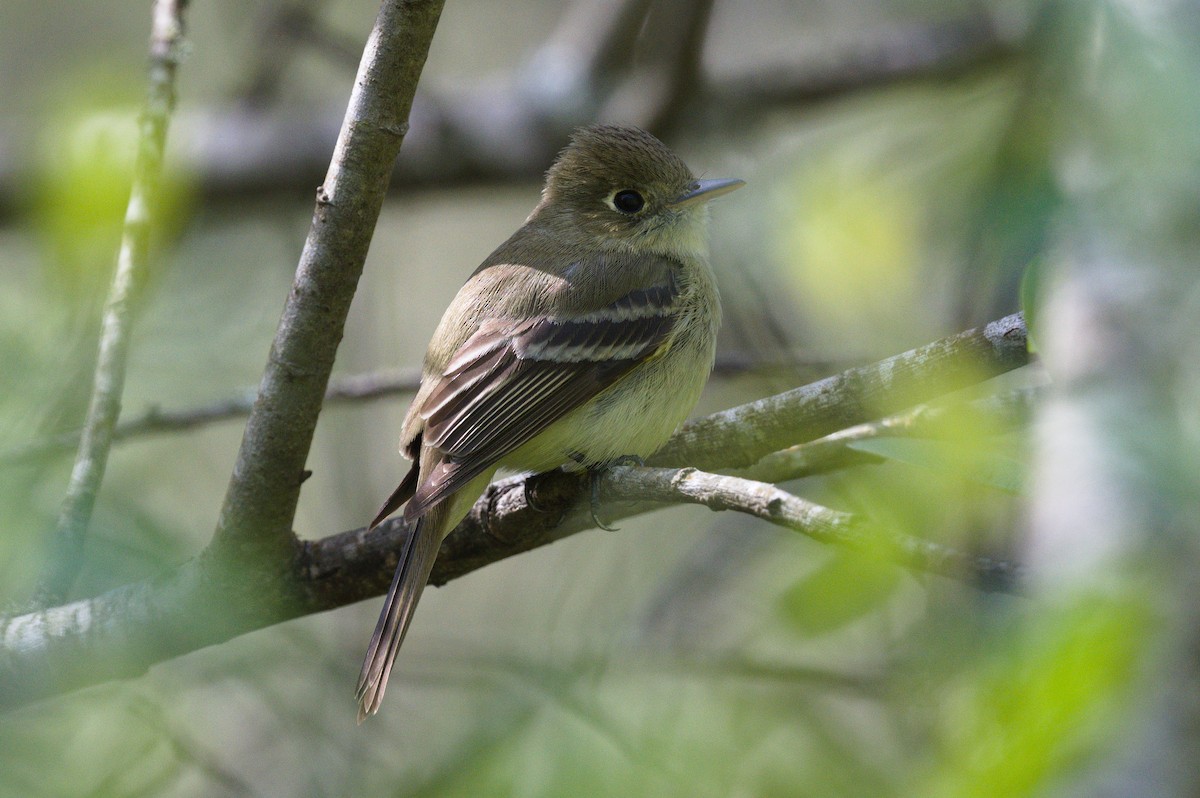 Western Flycatcher - ML616751715