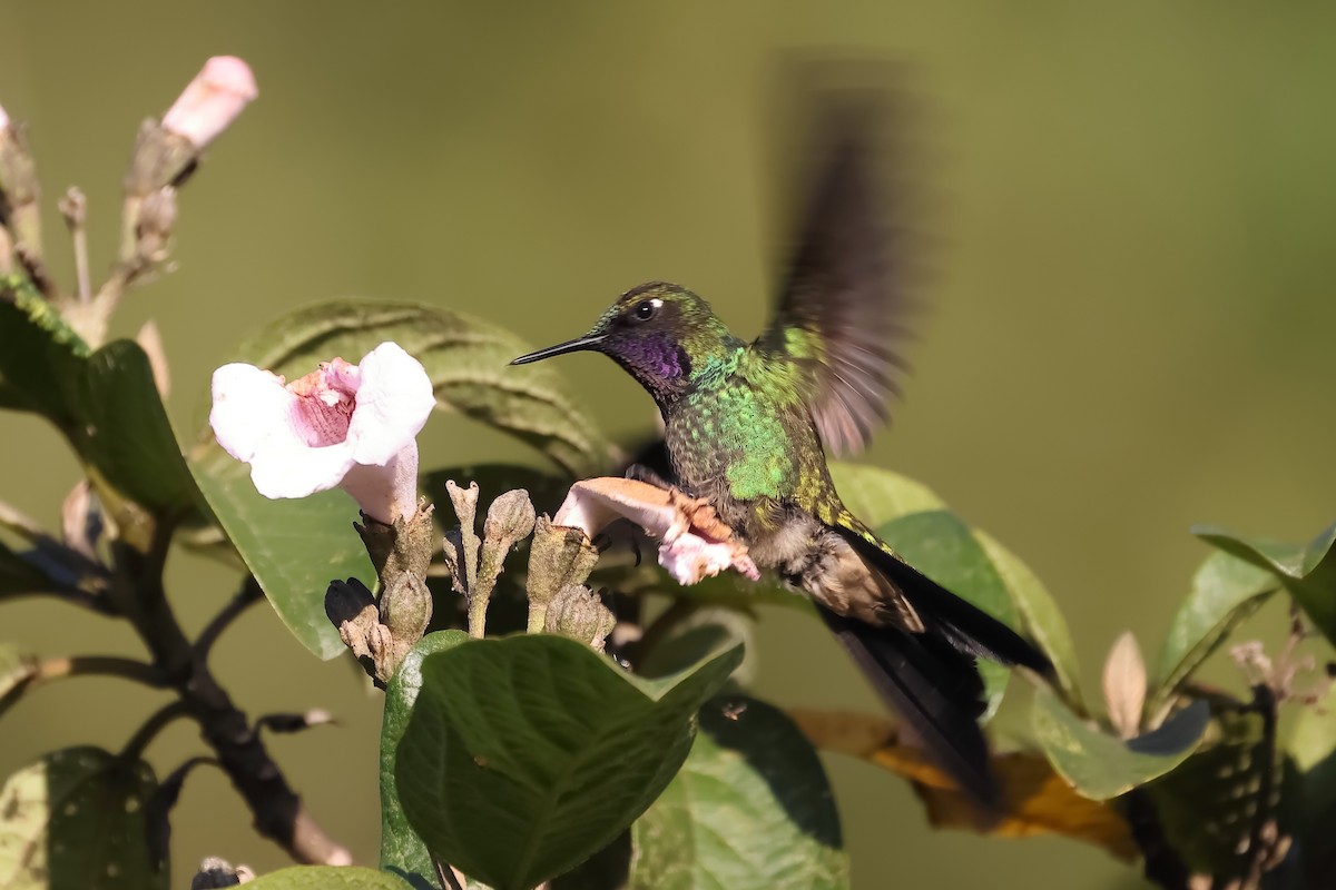 Purple-throated Sunangel - ML616751730