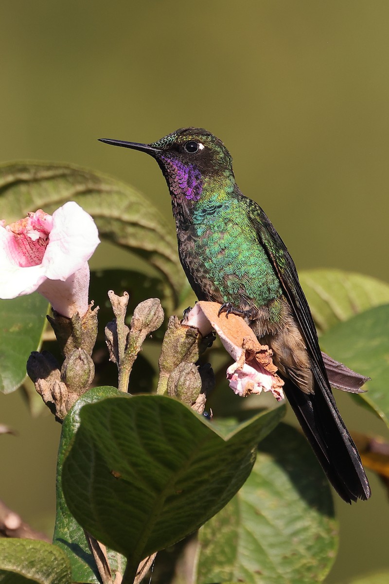 Purple-throated Sunangel - ML616751731