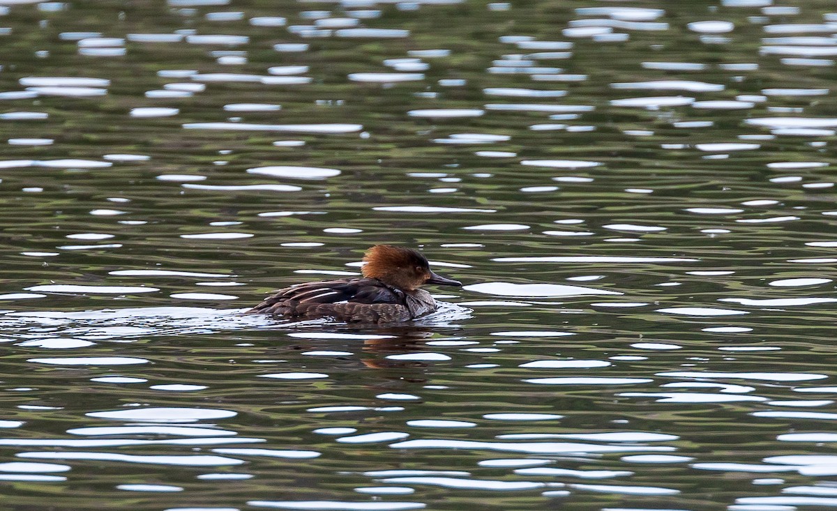 Hooded Merganser - ML616751747