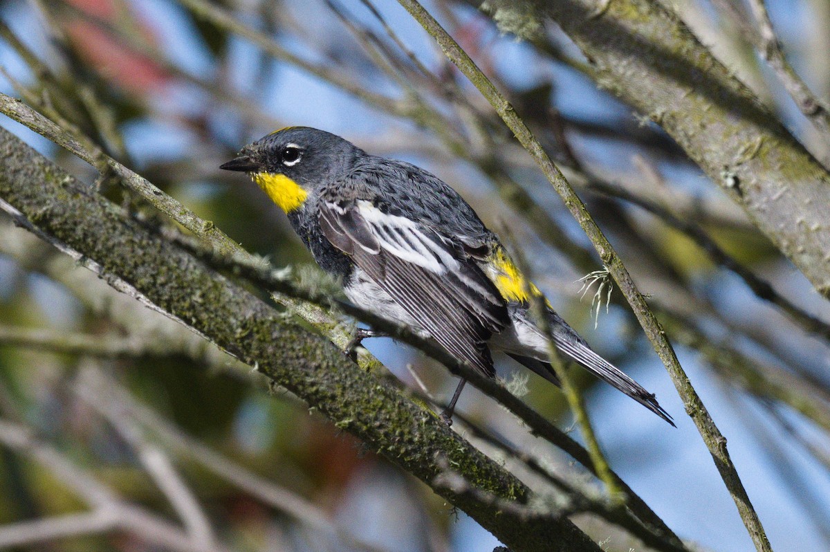 myrteparula (auduboni) (sitronstrupeparula) - ML616751754