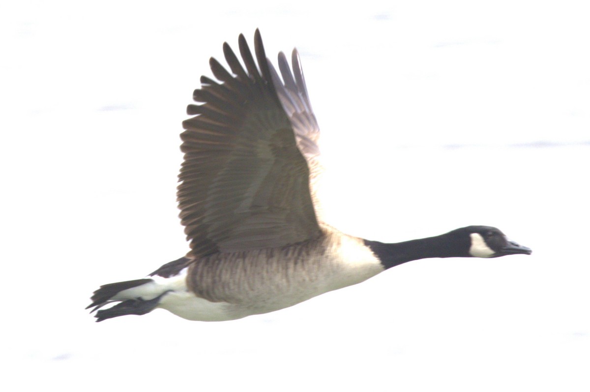 Canada Goose - David Bennett