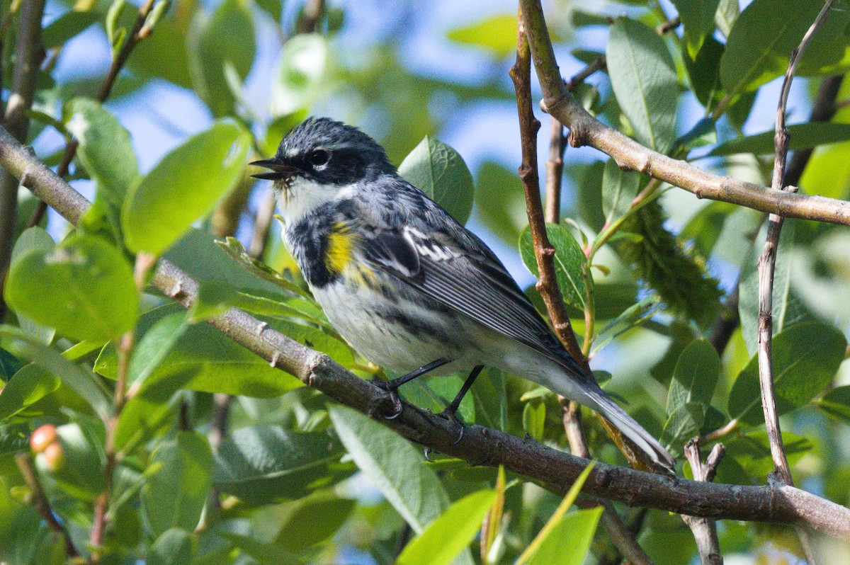myrteparula (coronata) - ML616751768