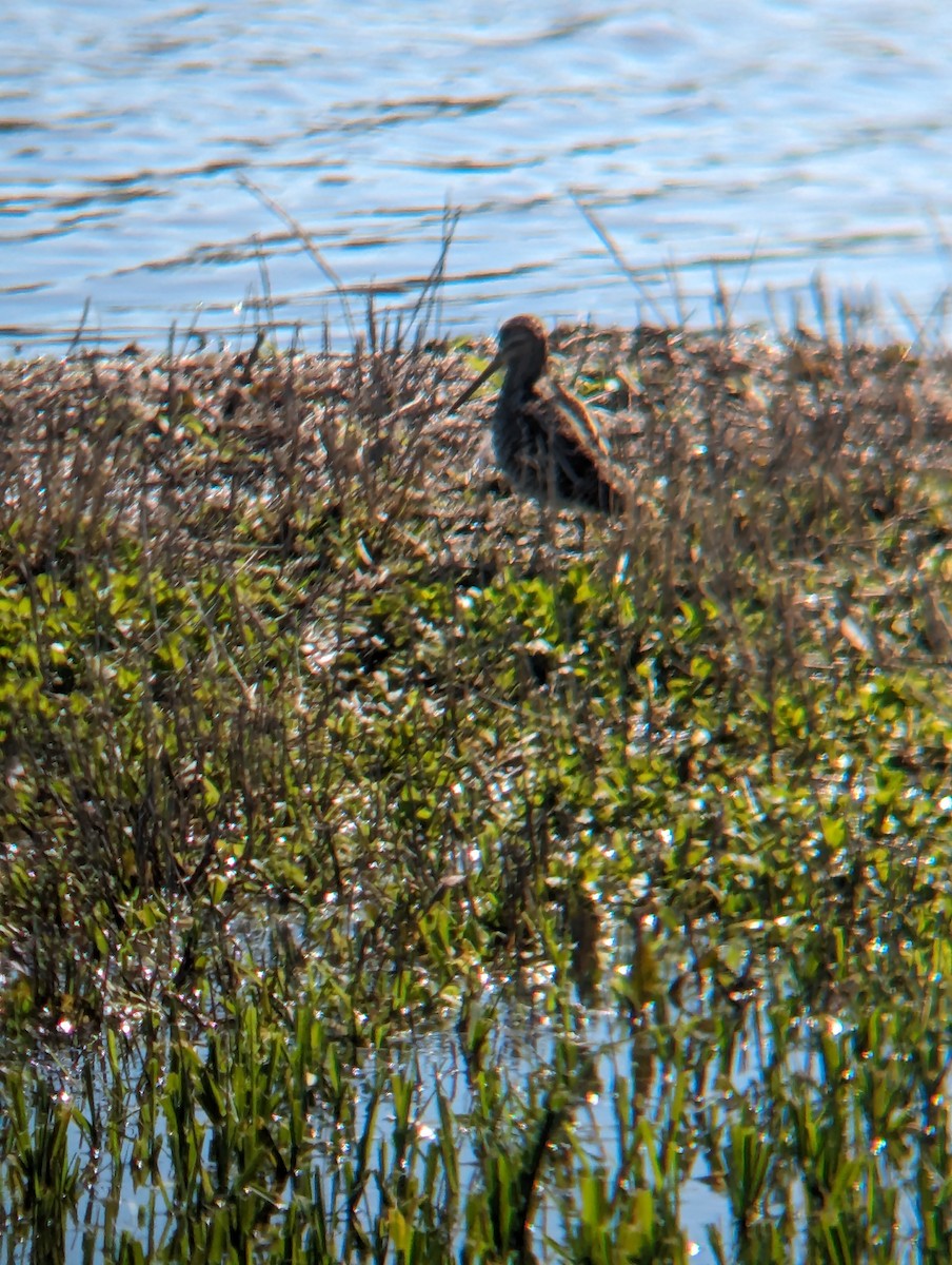 Long-billed Dowitcher - ML616751772