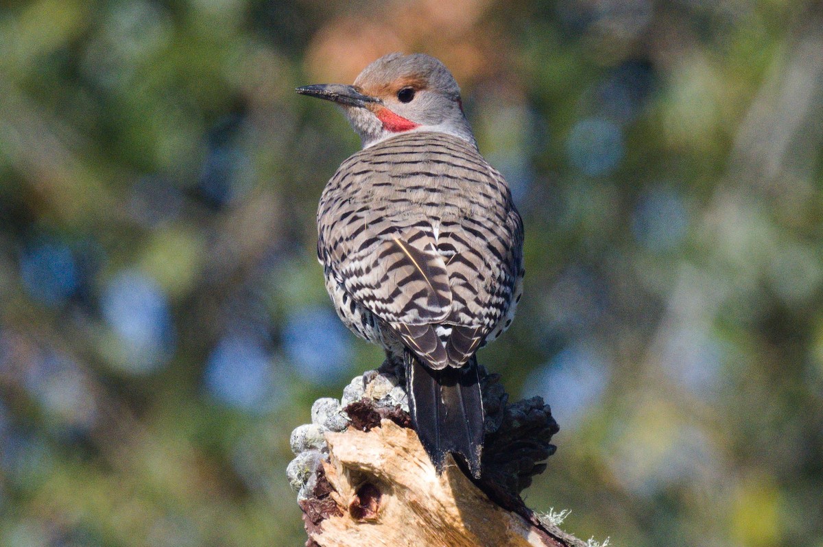 gullspett - ML616751774