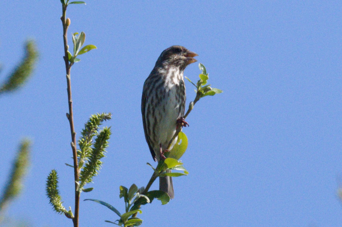 purpurfink - ML616751787