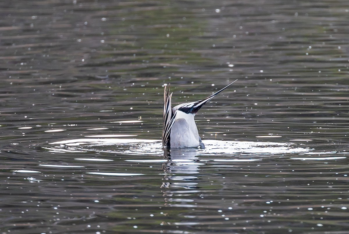 Northern Pintail - ML616751839