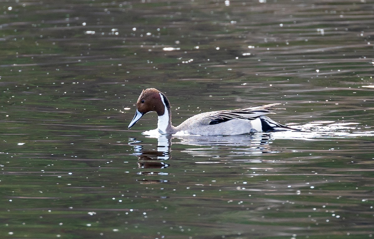 Northern Pintail - Andrew Cauldwell