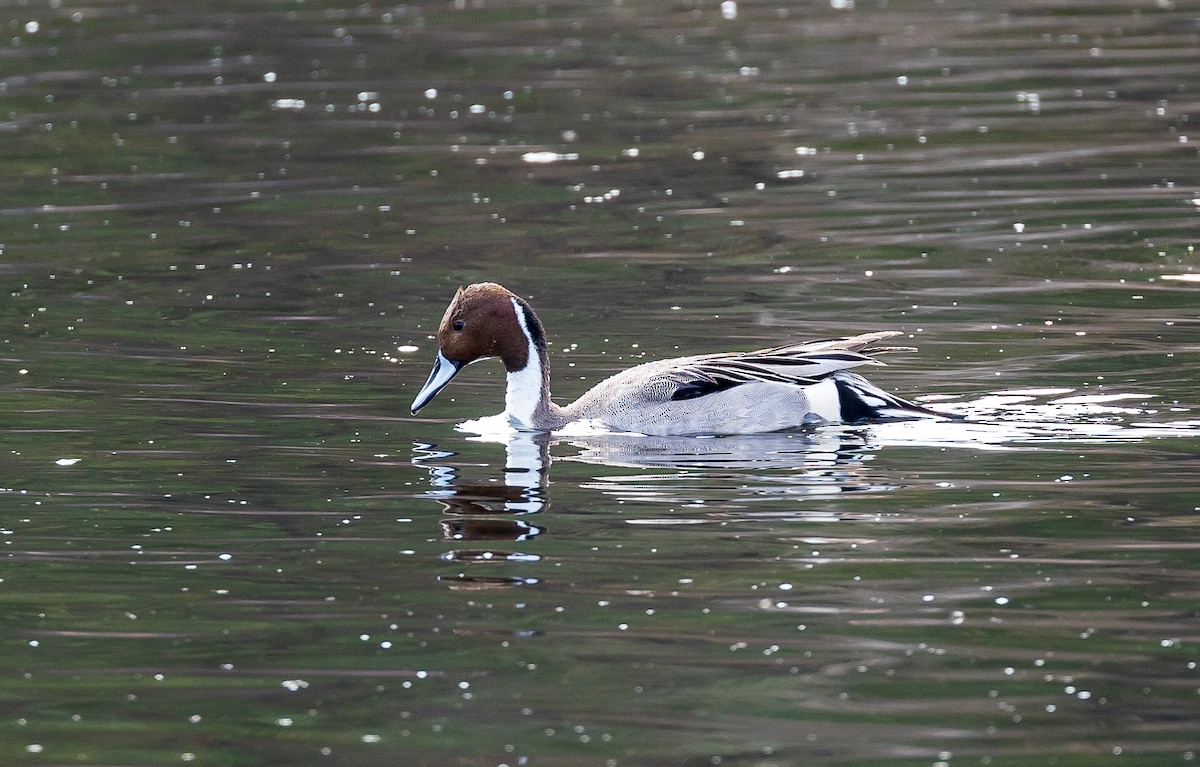 Northern Pintail - ML616751840