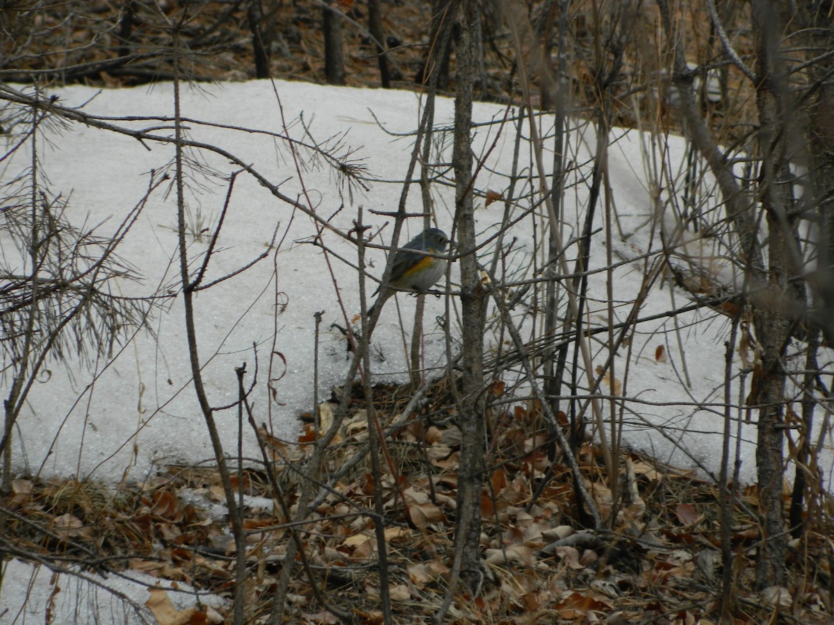 Red-flanked Bluetail - ML616751848