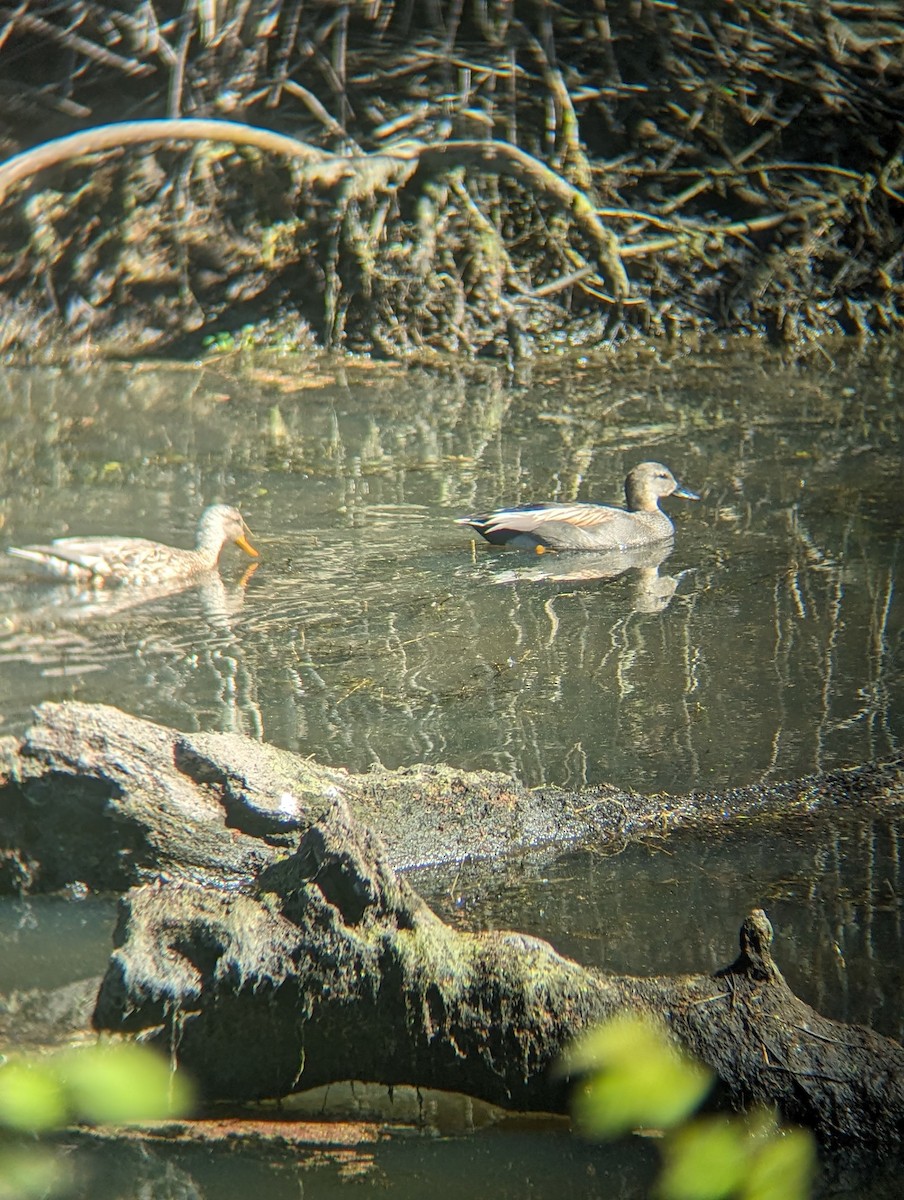 Gadwall - ML616751892