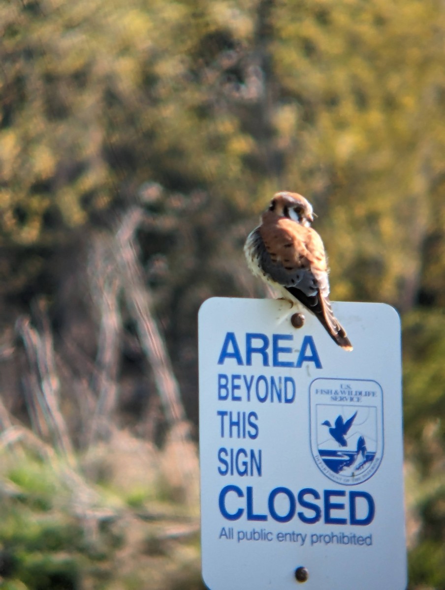 American Kestrel - ML616751913