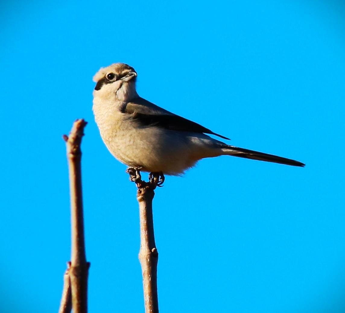 Northern Shrike - ML616751916