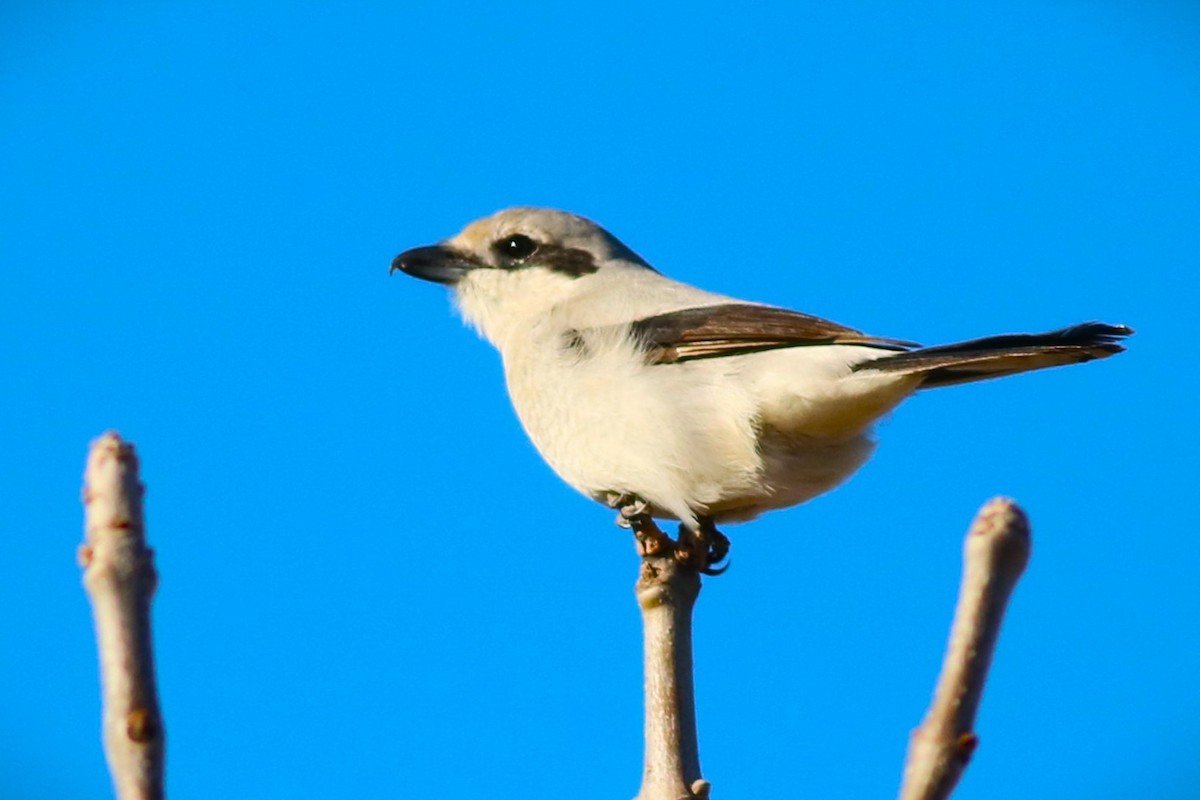 Pie-grièche boréale - ML616751917