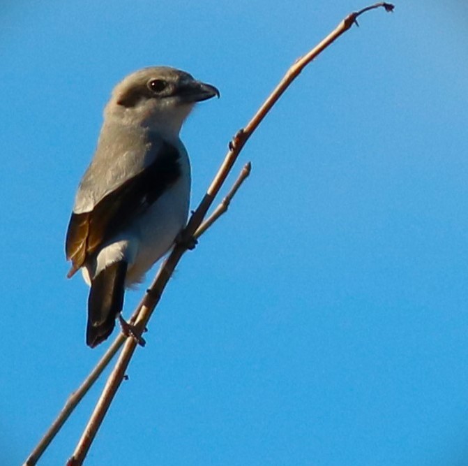 Antzandobi boreala - ML616751918
