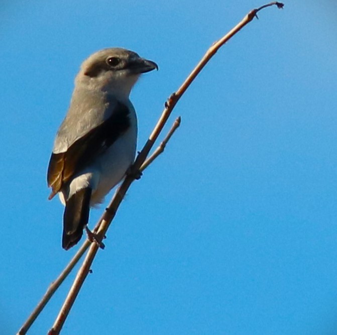 Alcaudón Boreal - ML616751918