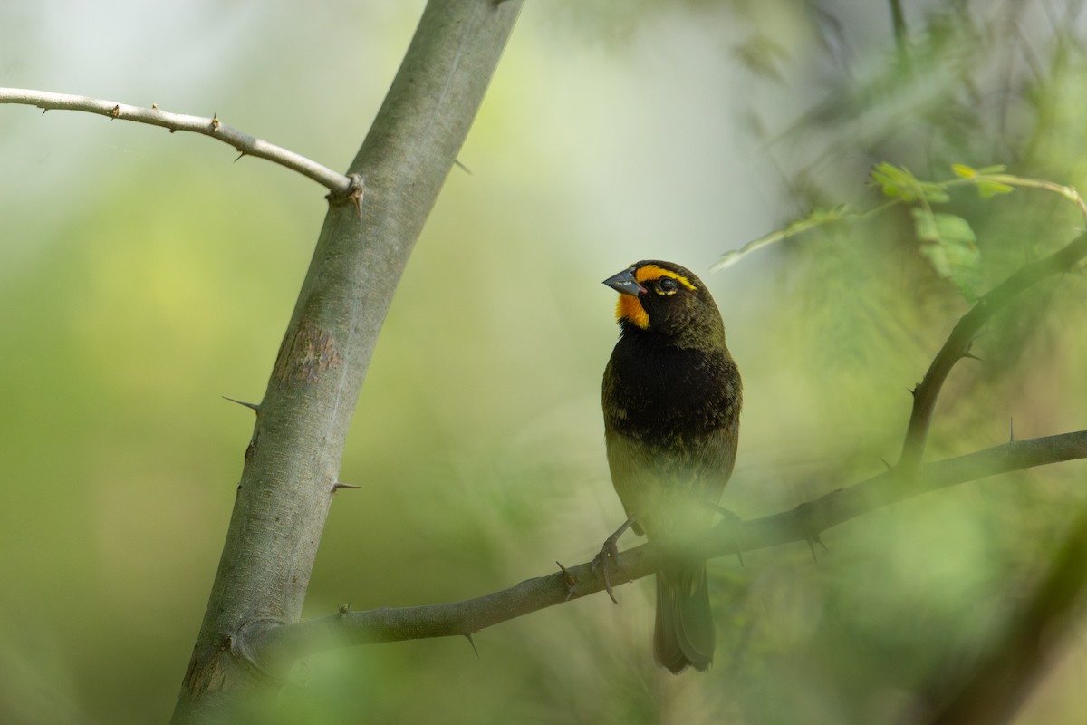 Yellow-faced Grassquit - ML616751967