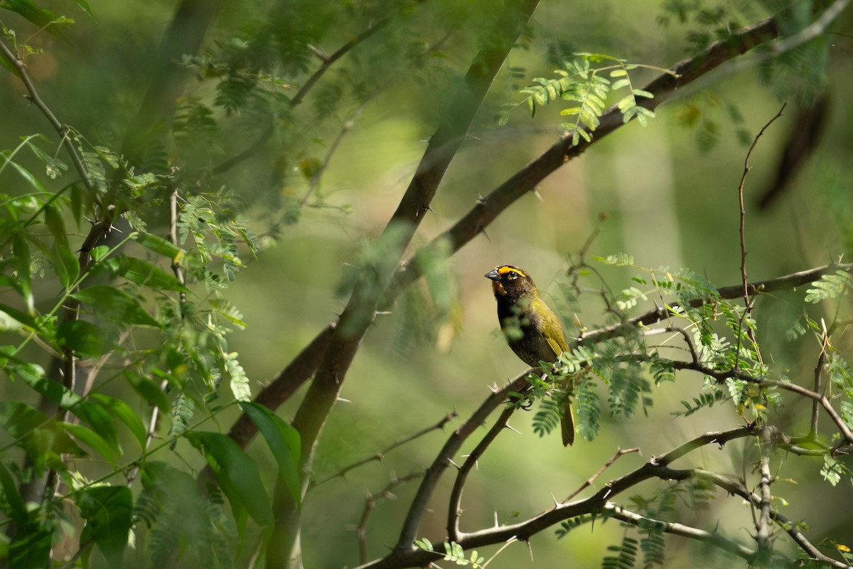 Yellow-faced Grassquit - Dario Cantu