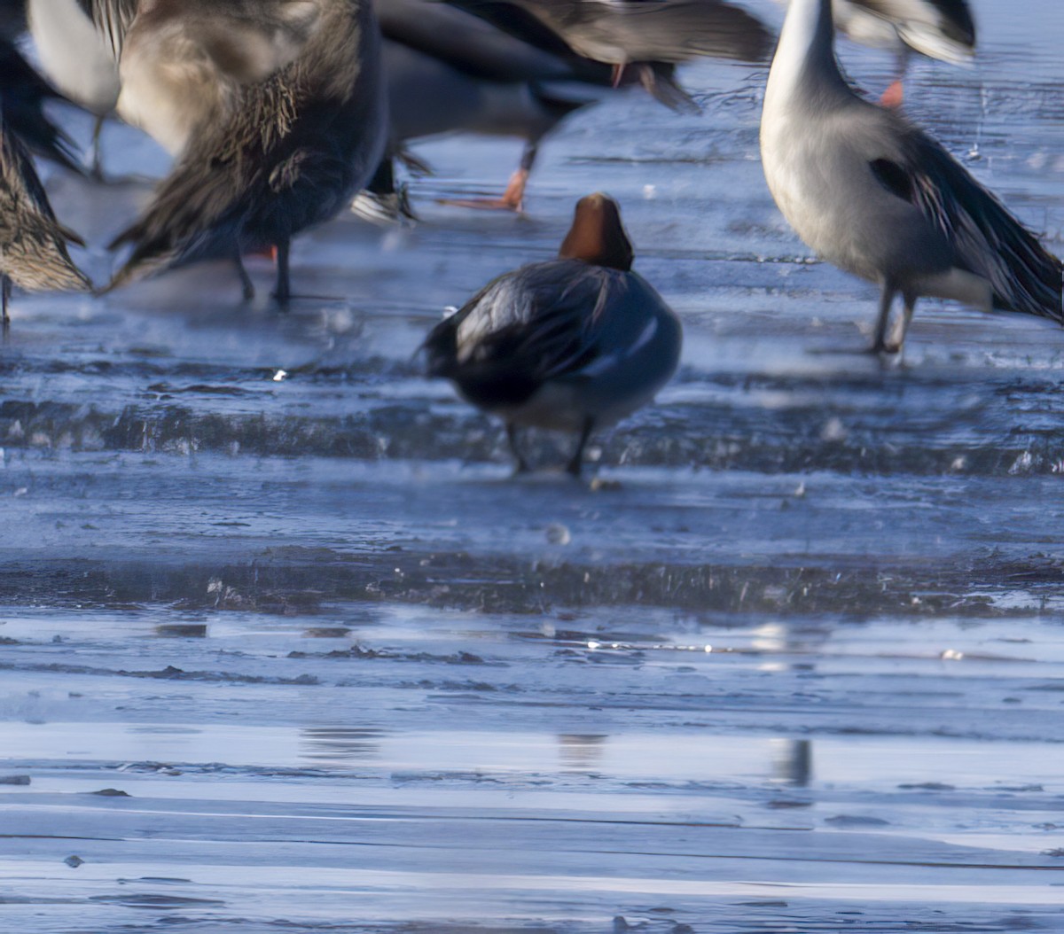 Canard siffleur - ML616752019