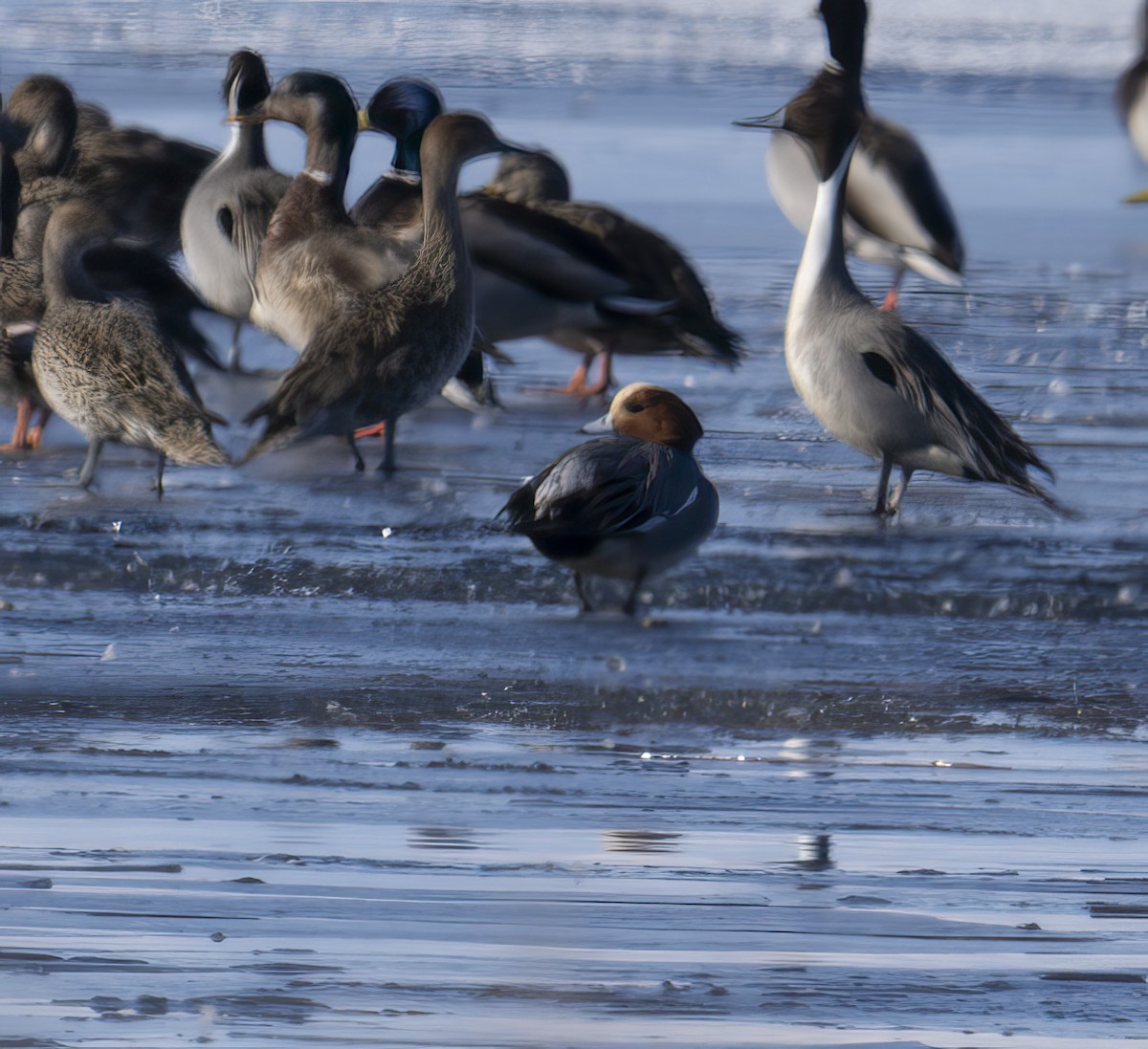 Eurasian Wigeon - ML616752020