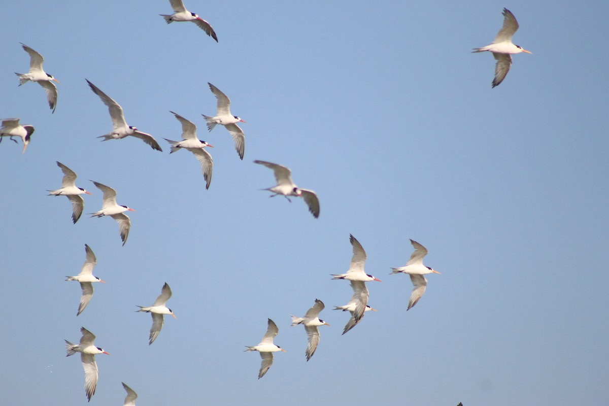 Elegant Tern - Vicente Diego Canala Cortés