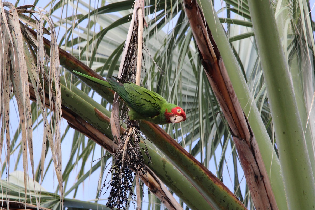 Mitred Parakeet - ML616752057