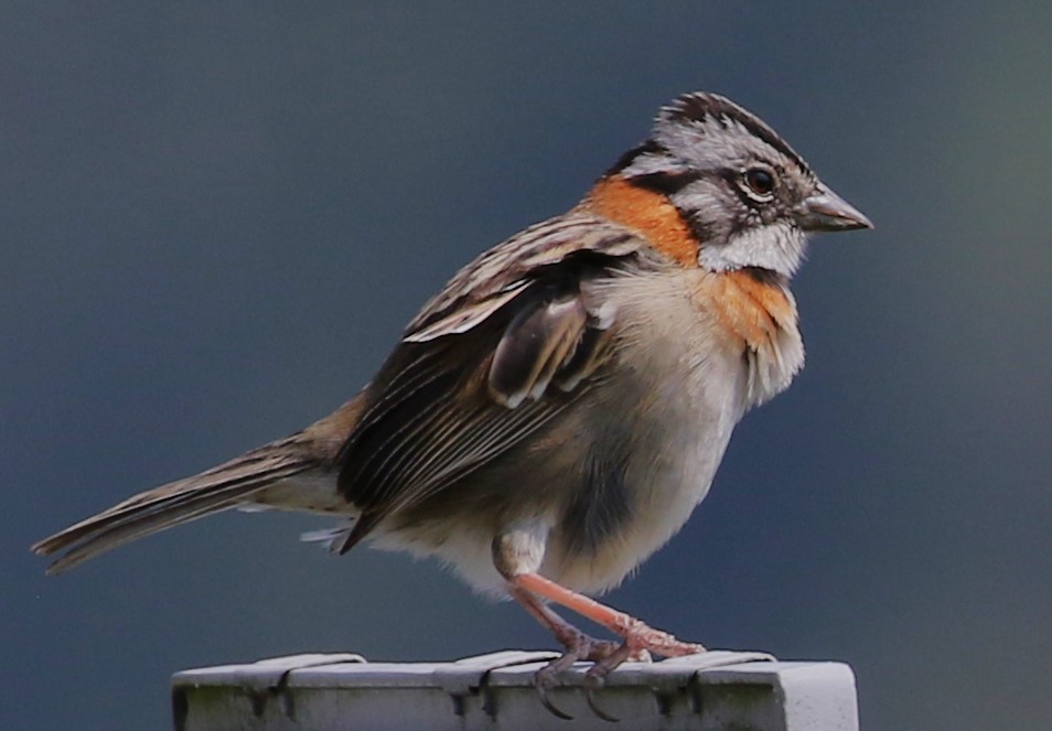 Rufous-collared Sparrow - Chris Conard